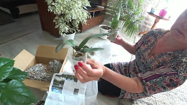 Распаковка посылки с орхидеями. смотреть онлайн