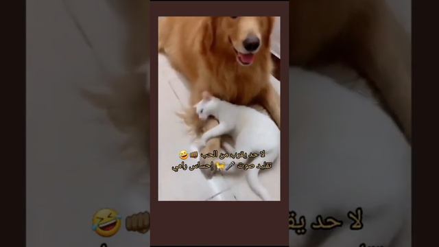 Моя лапа, не отдам смотреть онлайн