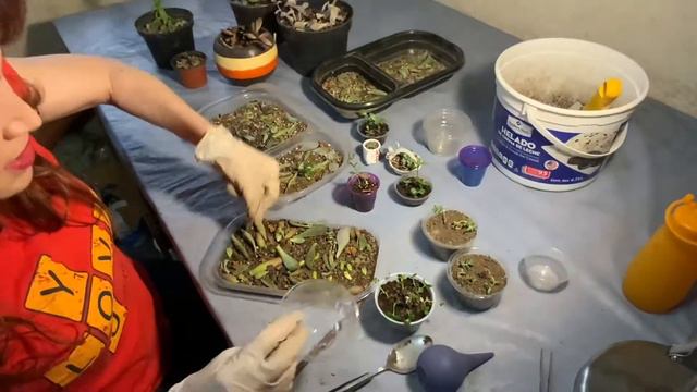 Transplantar SUCULENTAS BEBES paso a paso🌱/ Sembrando BROTES DE HOJAS a macetas 🤗 #propagacion смотреть онлайн