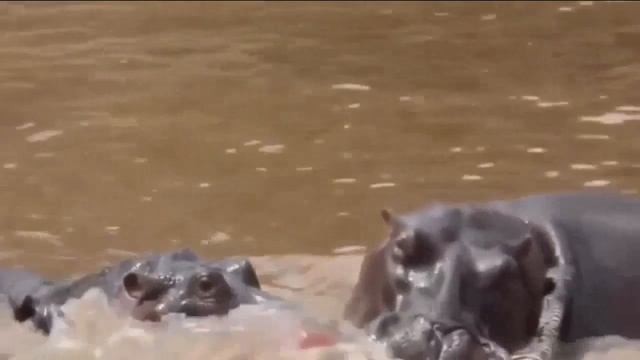 Бегемот не в курсе, что лев король зверей смотреть онлайн