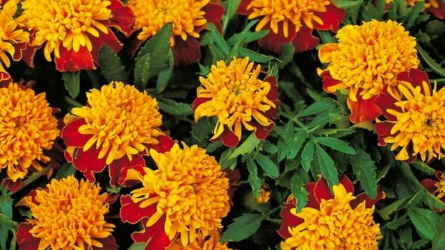 Польза бархатцев в огороде.☝️☝️☝️☝️??? смотреть онлайн