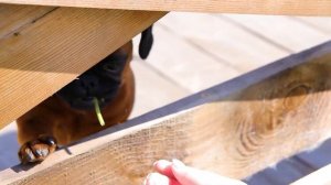 Пти - Брабансон | Собака породы Брабантский гриффон