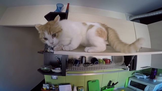 Kiri the Cat - Szalony kot #6 смотреть онлайн