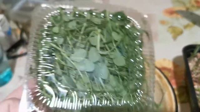 МИКРОЗЕЛЕНЬ ДОМА | СЫРОЕДЕНИЕ | ВЕГЕТАРИАНСТВО | ОГОРОД НА БАЛКОНЕ | ОГОРОД НА ОКНЕ | ОГОРОД ЗИМОЙ смотреть онлайн