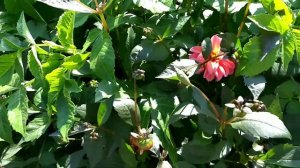 Георгины Дети Кардинала// Китайский гладиолус//