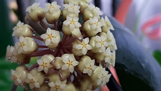 Ароматное цветение хойи sp. Perak на канале Светланы Чурбановой "Цветочная фея" смотреть онлайн