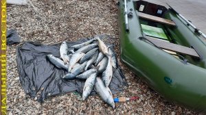 Рыбалка на горбушу сетями. Река Амур..avi