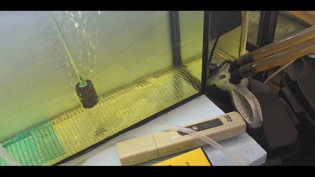 Стайное разведение красных неонов часть 2