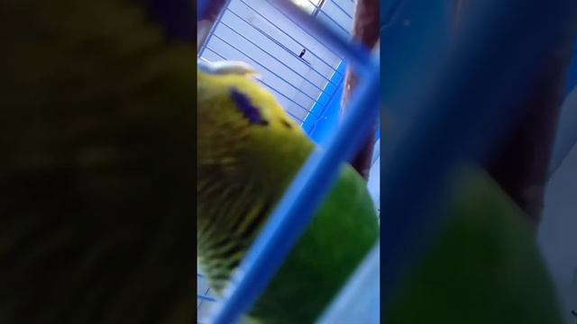 Мой попугай боится красного шарика! 😂 смотреть онлайн