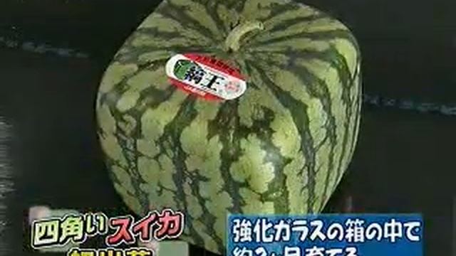 more crazy square watermelons! смотреть онлайн
