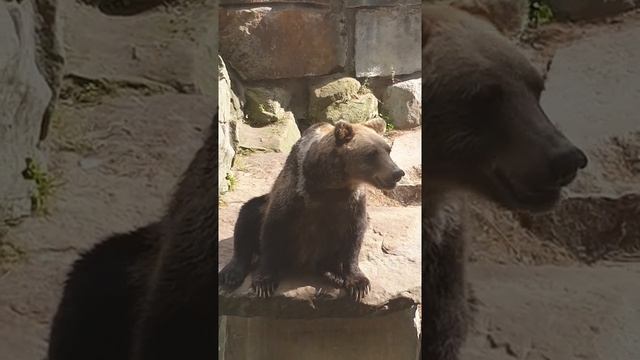 Забавный медведь просит кушать смотреть онлайн