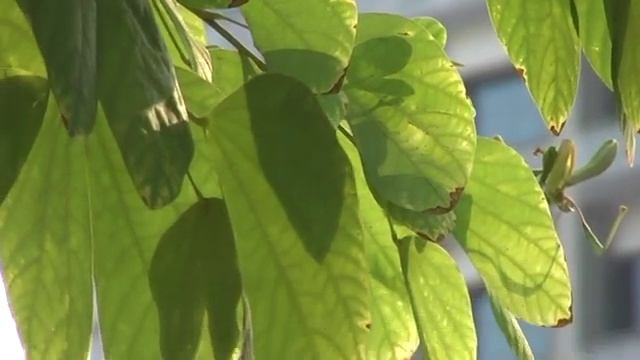Panasonic SDR S100 DV test video1 смотреть онлайн