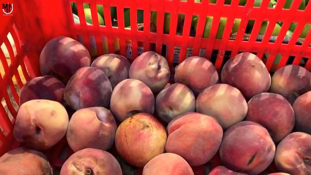 Food in Holy Land Tour | पवित्र भूमि की यात्रा में हम क्या खाते हैं? | ISRAEL смотреть онлайн