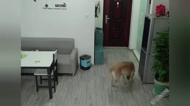 Кушать подано! 
7 минут позитива! 
Лучшая подборка прикольных видео с животными! 
????