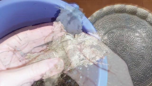 🌸 МОХ для орхидей (и улиточек 🐌) смотреть онлайн