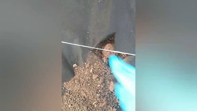 Август, время для посадки Клубники. Сорт,, Гигантелла,, смотреть онлайн