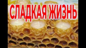 Белая смерть или вечная сладкая жизнь | Виктор Максименков