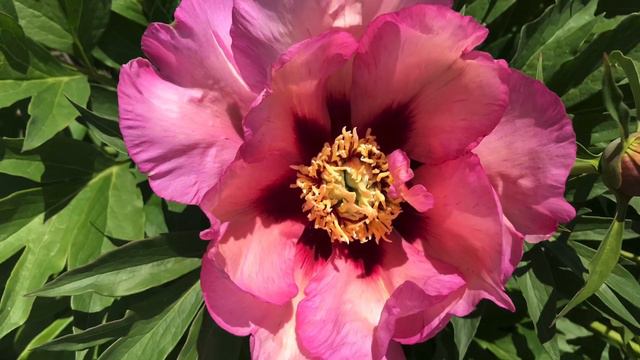 我家小院中的梦幻色彩的伊藤牡丹Berry Garcia Itoh养护与欣赏