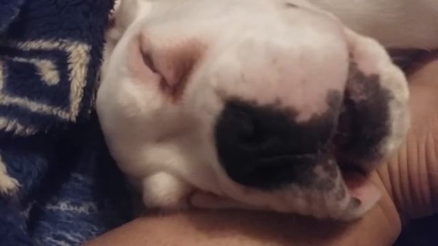 Спокойный сон боксера смотреть онлайн