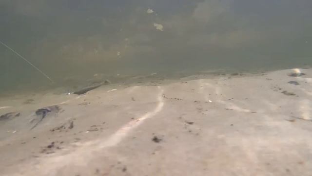 #Tioga .#Подводная #сьемка.#Обзор #силиконовой #приманки