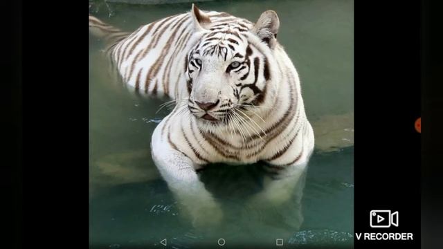 5 самых крупных хищников семейства кошачьих