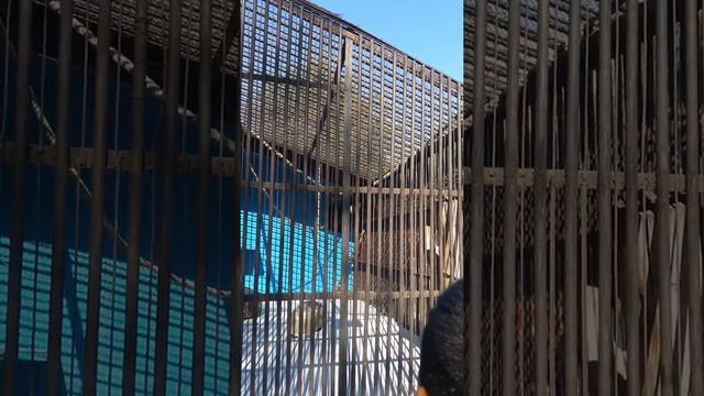 Зоопарк.лето 2017год смотреть онлайн