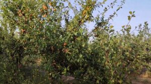 Слива Блэк Амбер диплоидный сорт. 07.08.23