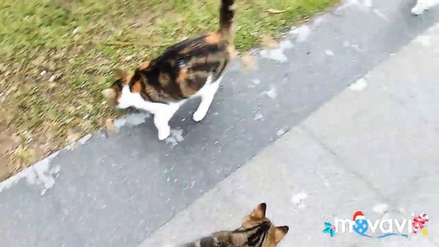 Турецкие киси ❤️ смотреть онлайн