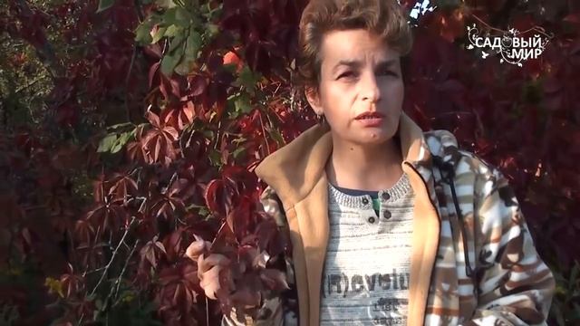 Девичий виноград полезный и красивый смотреть онлайн