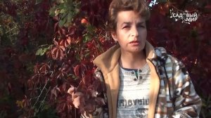 Девичий виноград   полезный и красивый