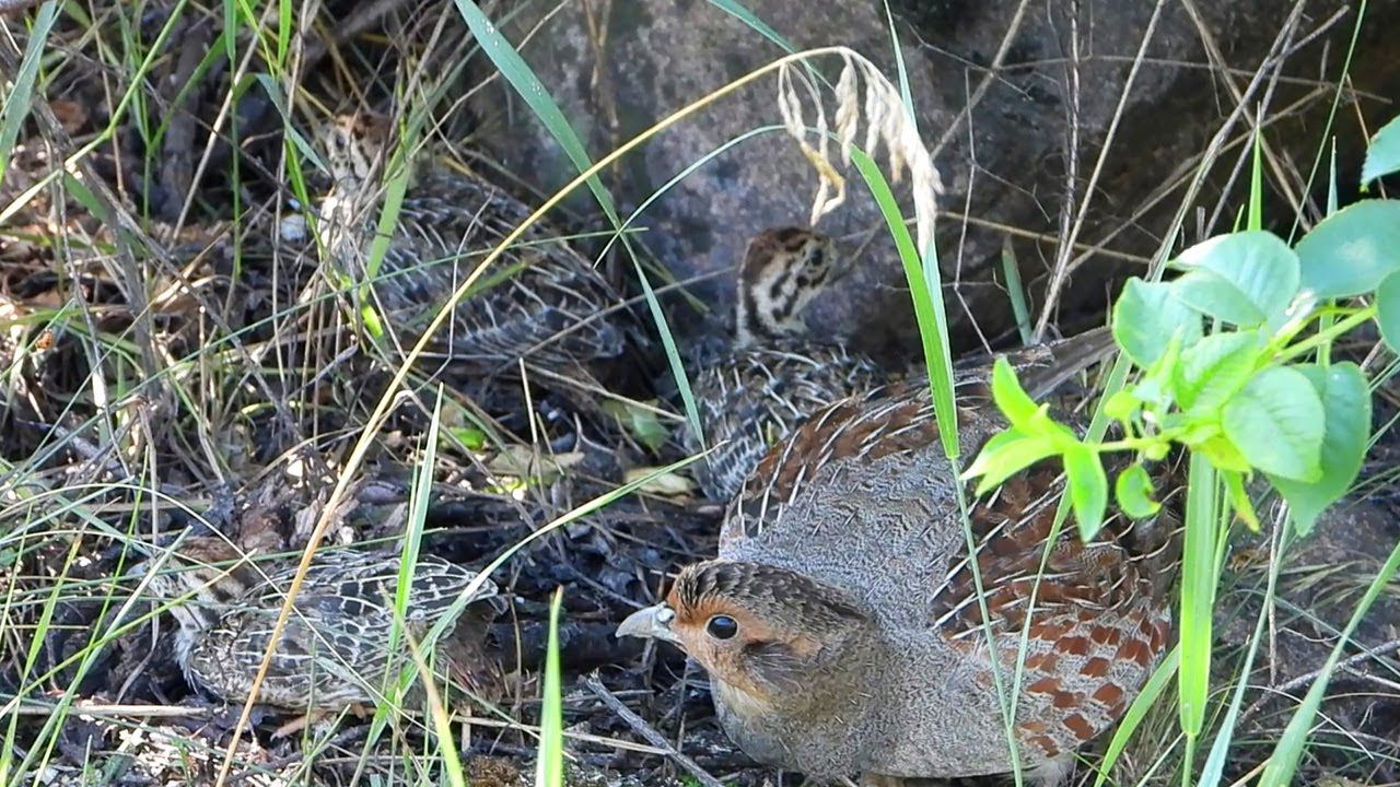 Куропатки - превосходные маскировщики / Grey partridges are excellent disguises! смотреть онлайн