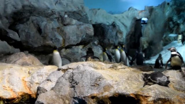 JURONG BIRD PARK PENGUIN COAST SINGAPORE HD EXPERIENCE смотреть онлайн