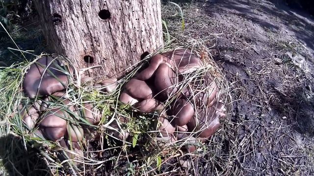 Выращивание Грибов Вешенка в домашних условиях на Пнях ! смотреть онлайн