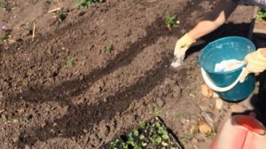 Правильная высадка рассады виолы (анютиных глазок) в грунт! Результаты  эксперимента!