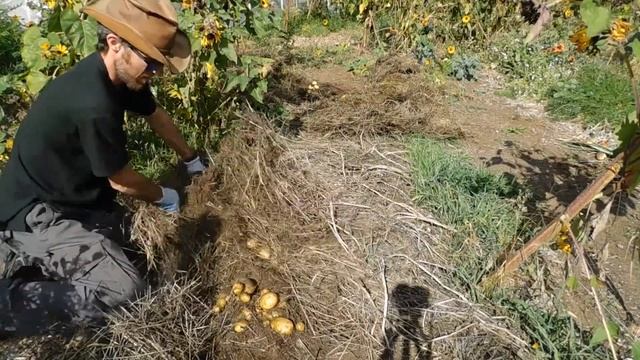 No Dig Potatoes!! See what happens when you plant potatoes on top of soil.Very surprising results! смотреть онлайн