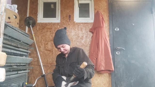 Обезрожила козлёнка.Как отличить при рождении рогатого козлёнка от камолого смотреть онлайн