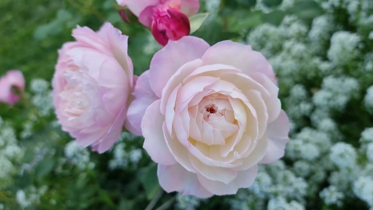 Ростов Кремль где снимали фильм Иван Васильевич меняет профессию смотреть онлайн