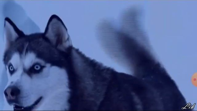 Клип хаски по фильму Белый плен. смотреть онлайн