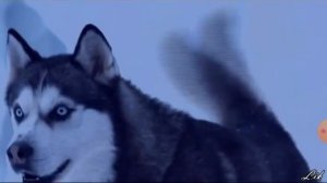 Клип хаски по фильму Белый плен.