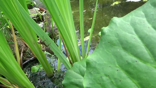 Пруд чудес. Вышли из воды, сняли скафандры, полетели. Рождение стрекозы смотреть онлайн