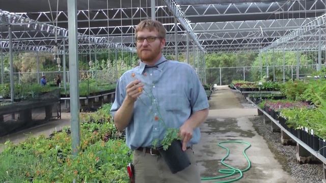 Western columbine, Aquilegia formosa смотреть онлайн