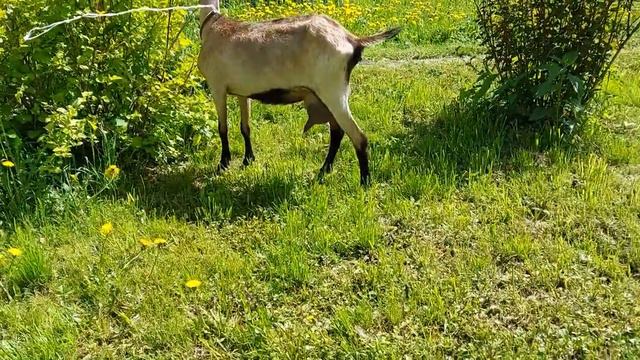 Альпийские козы Магия и Лилу смотреть онлайн