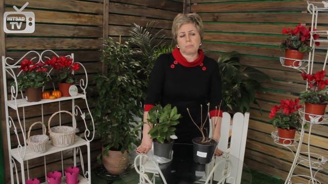 Рододендрон  посадка и уход ✅ Садовые цветы  -  цветоводство Hitsadtv