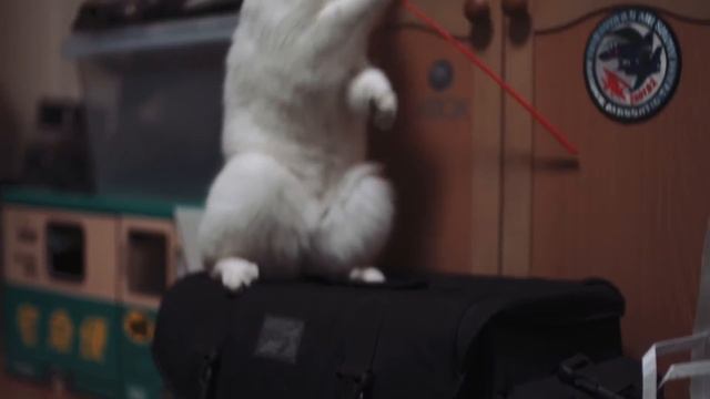 fun fun fur 2 смотреть онлайн