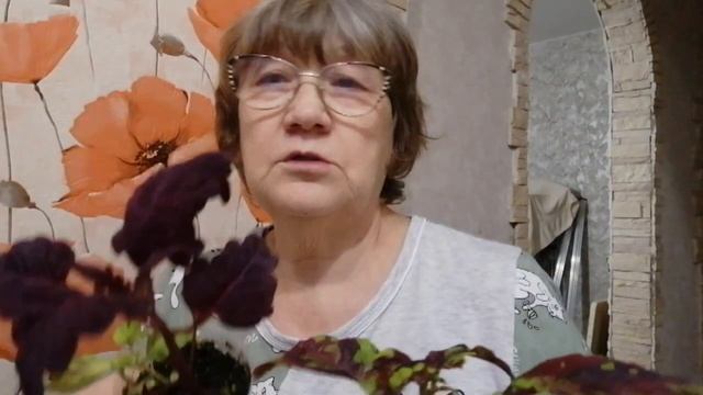 Колеусы из семян от вегетативных сортов) Они красивые и такие разные ... не похожие друг на друга)