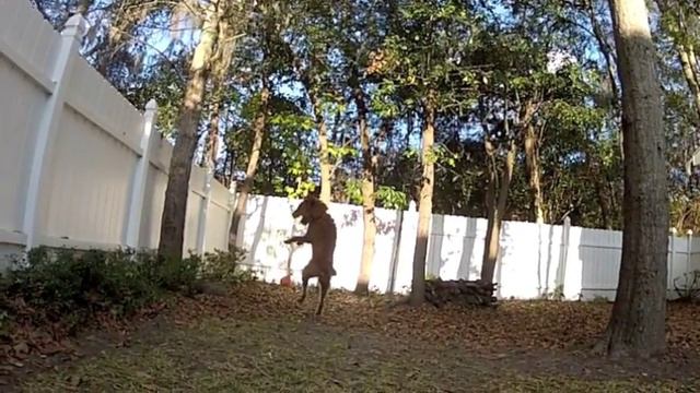 GoPro Hero 2 Super Slow Motion (120 fps) Dog Jumping (Irish Terrier) смотреть онлайн