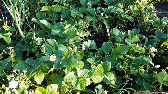 Клубника Клери и пион желтый Бартзелла смотреть онлайн