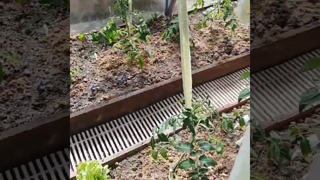 Высадка рассады в грунт. смотреть онлайн