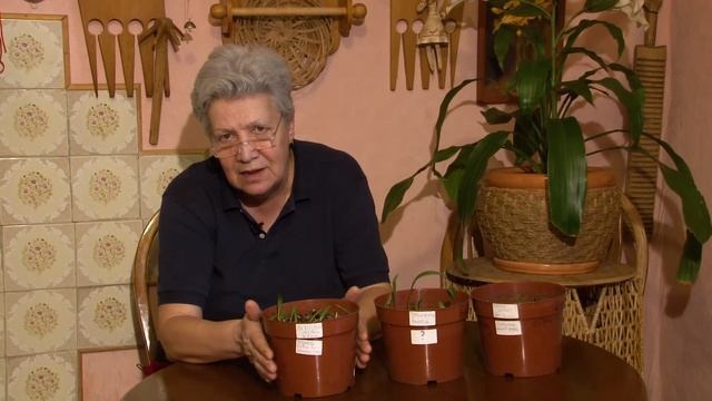 Голова садовая - ВАЖНО! Как вырастить луковицы лилий смотреть онлайн