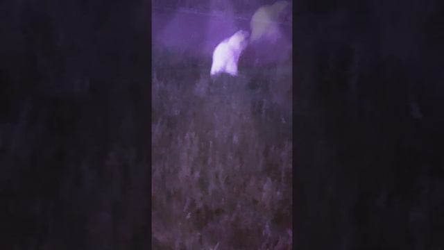 Засняли собачку как она какает смотреть онлайн